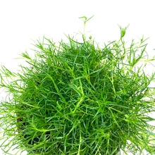 Load image into Gallery viewer, Perennial, 4in, Irish Moss - Floral Acres Greenhouse &amp; Garden Centre
