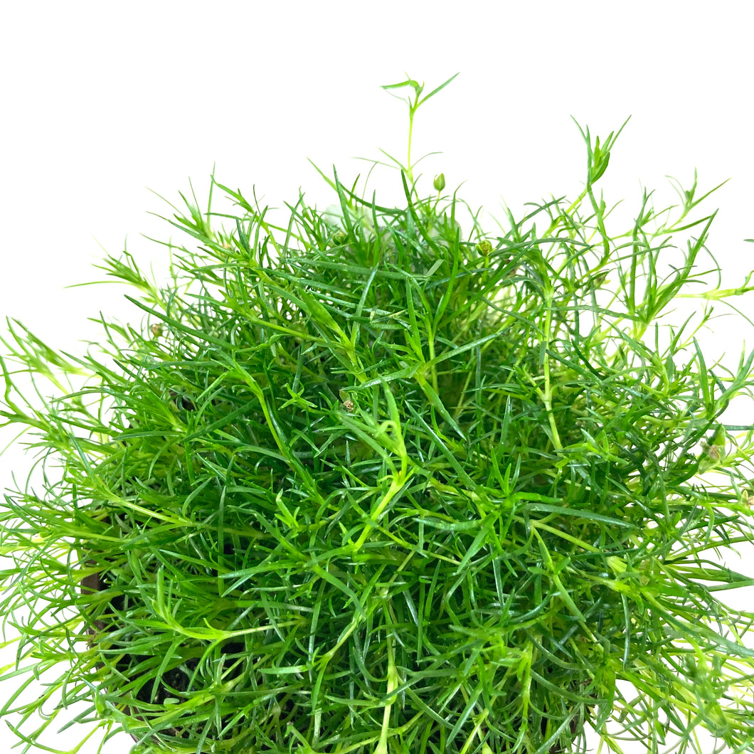 Perennial, 4in, Irish Moss - Floral Acres Greenhouse & Garden Centre