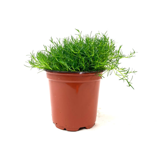 Perennial, 4in, Irish Moss - Floral Acres Greenhouse & Garden Centre