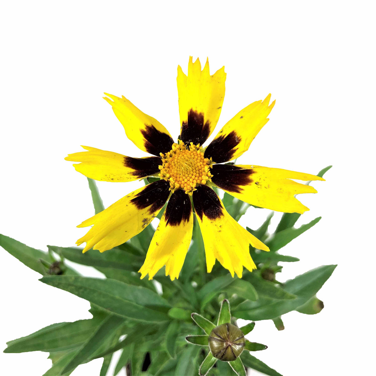 Perennial, 4in, Tickseed - Floral Acres Greenhouse & Garden Centre