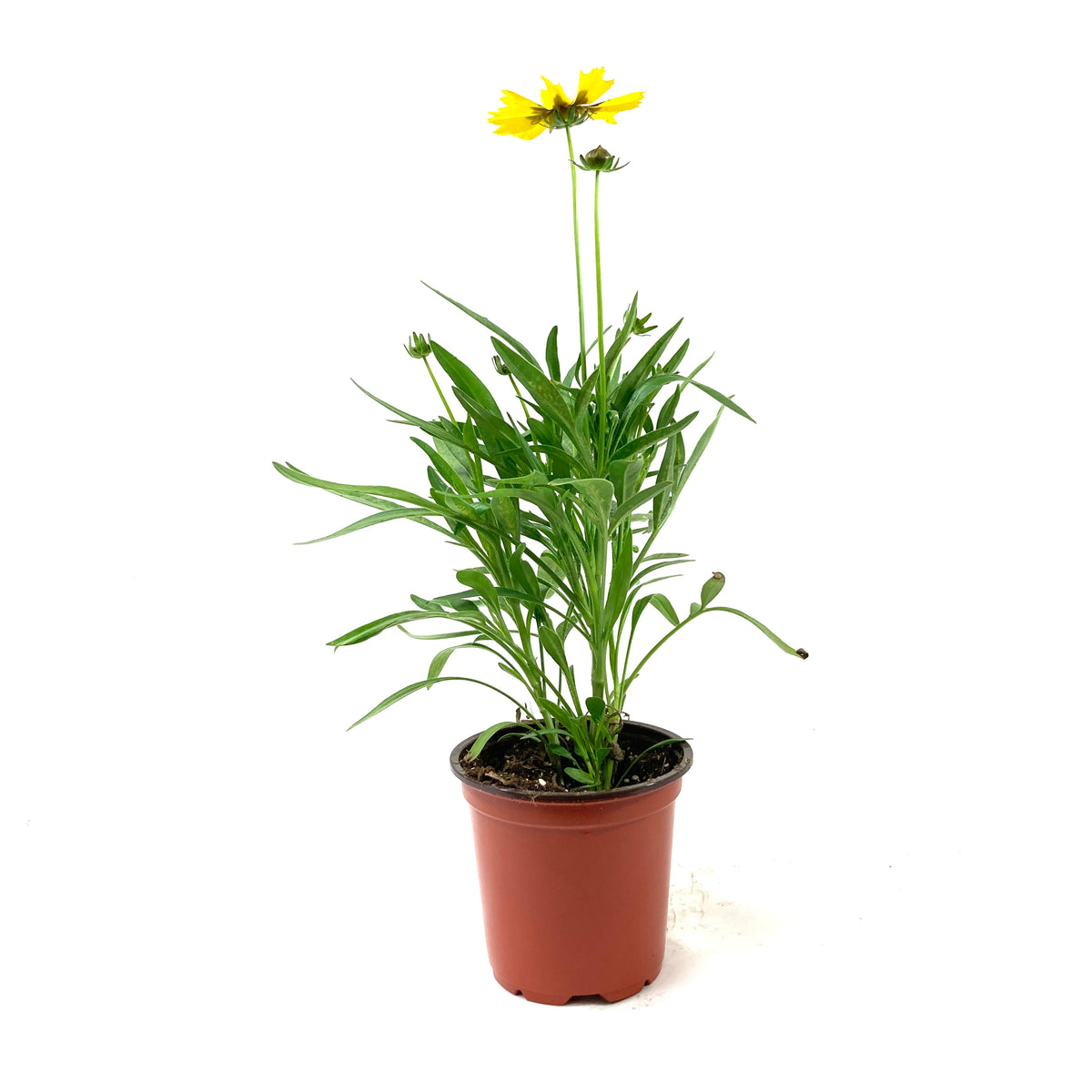 Perennial, 4in, Tickseed - Floral Acres Greenhouse & Garden Centre
