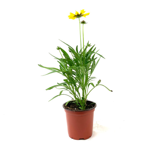 Perennial, 4in, Tickseed - Floral Acres Greenhouse & Garden Centre