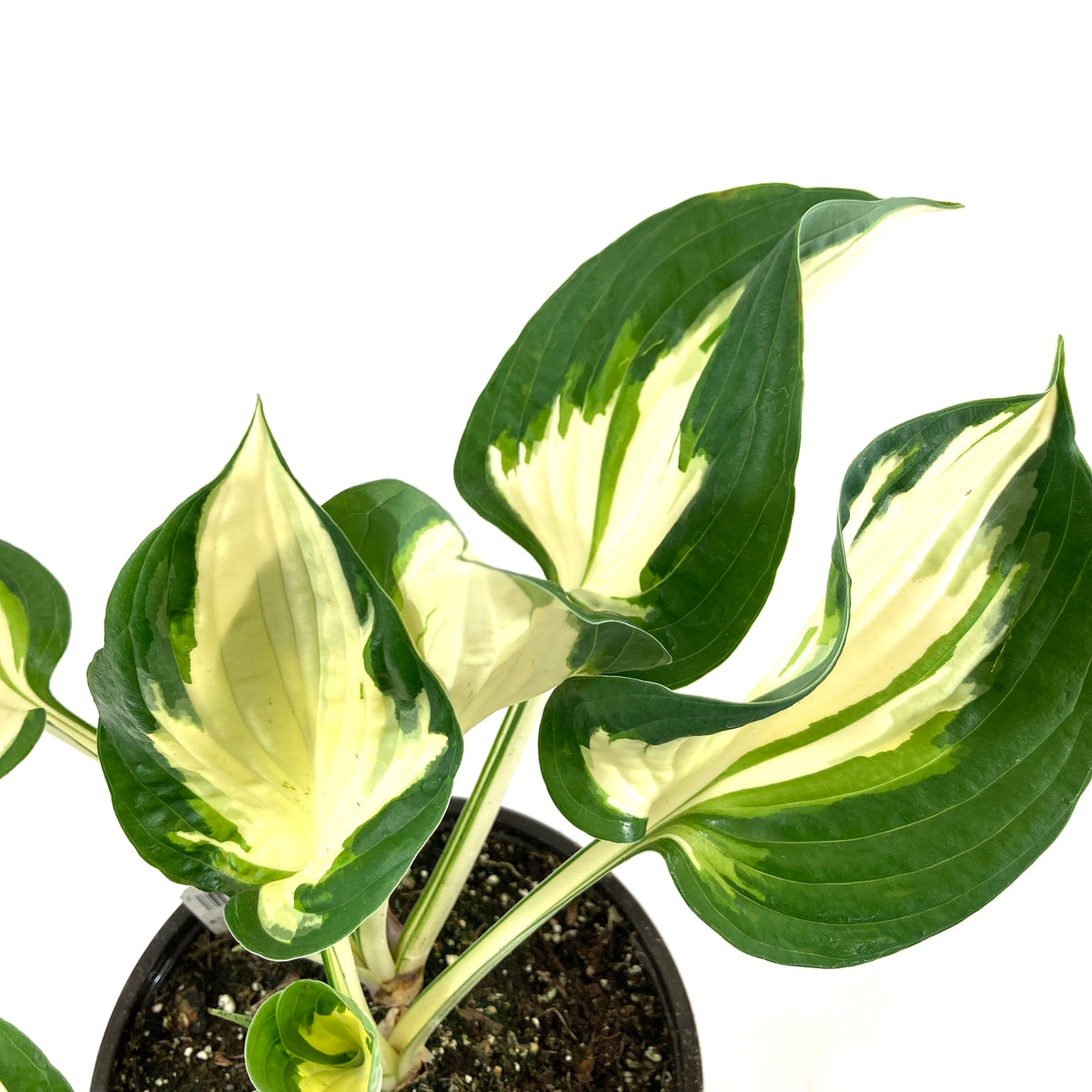 Perennial, 1gal, Hosta 'Fire & Ice' - Floral Acres Greenhouse & Garden Centre
