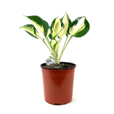 Perennial, 1gal, Hosta 'Fire & Ice' - Floral Acres Greenhouse & Garden Centre