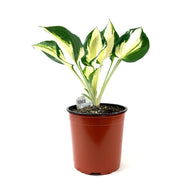 Perennial, 1gal, Hosta 'Fire & Ice' - Floral Acres Greenhouse & Garden Centre