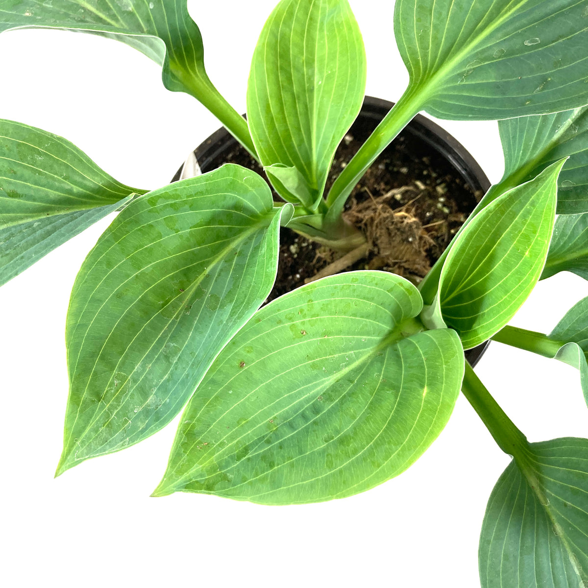 Perennial, 1gal, Hosta 'Elegans' - Floral Acres Greenhouse & Garden Centre