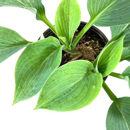 Perennial, 1gal, Hosta 'Elegans' - Floral Acres Greenhouse & Garden Centre