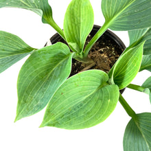 Load image into Gallery viewer, Perennial, 1gal, Hosta &#39;Elegans&#39; - Floral Acres Greenhouse &amp; Garden Centre
