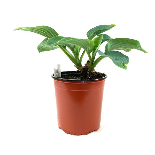 Perennial, 1gal, Hosta 'Elegans' - Floral Acres Greenhouse & Garden Centre
