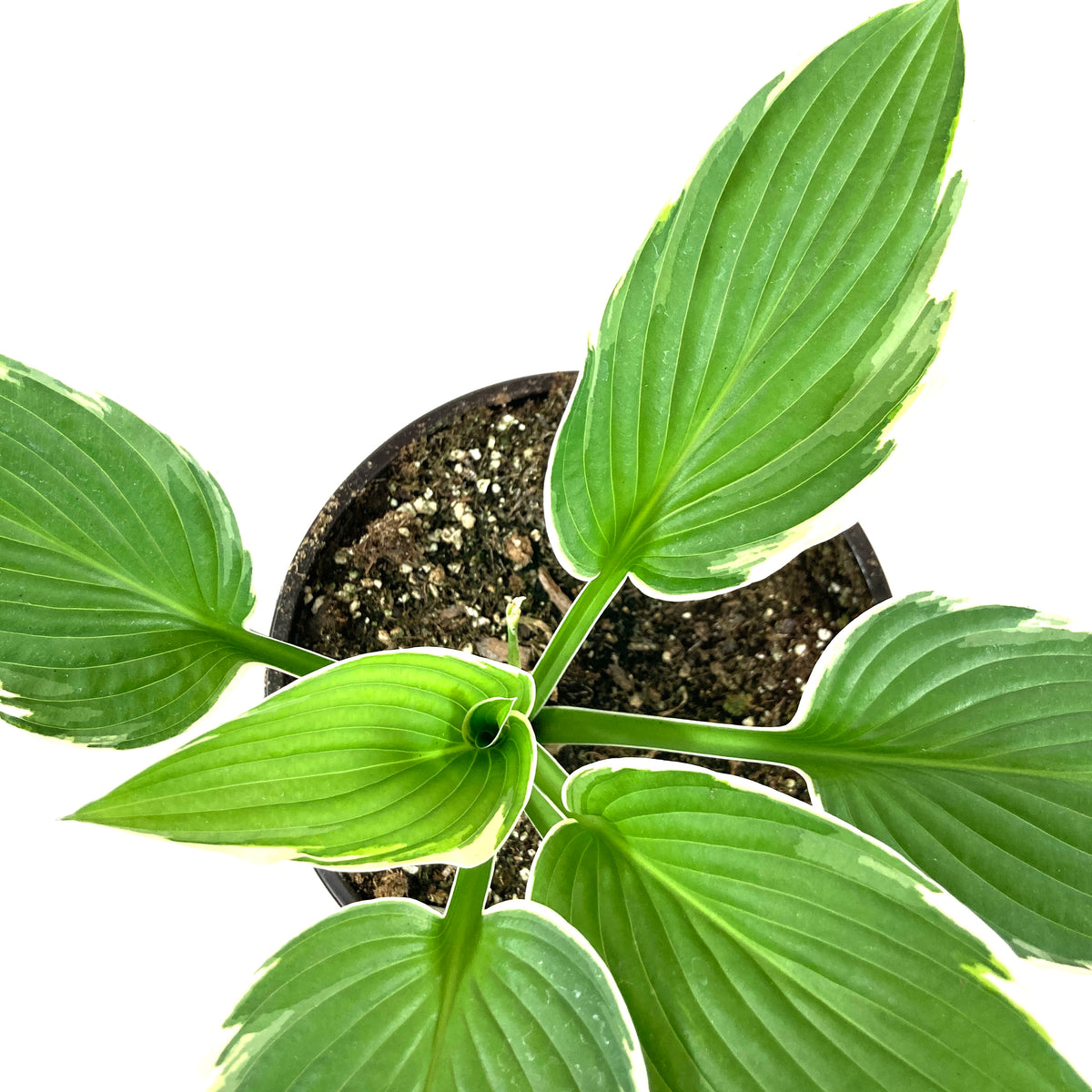 Perennial, 1gal, Hosta 'Francee' - Floral Acres Greenhouse & Garden Centre