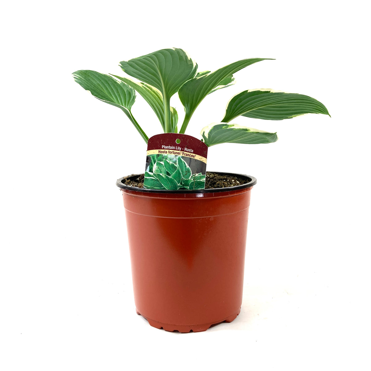 Perennial, 1gal, Hosta 'Francee' - Floral Acres Greenhouse & Garden Centre