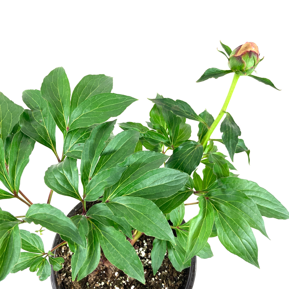 Perennial, 1gal, Garden Peony 'Bowl of Beauty' - Floral Acres Greenhouse & Garden Centre
