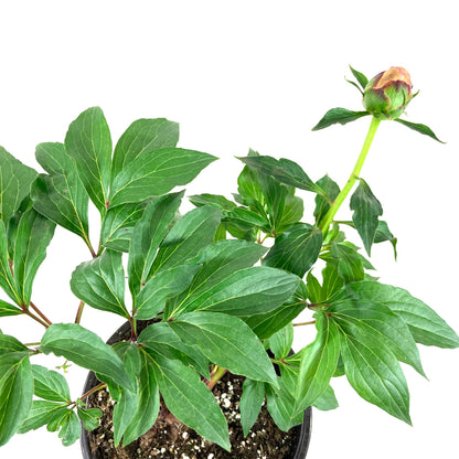 Perennial, 1gal, Garden Peony 'Bowl of Beauty' - Floral Acres Greenhouse & Garden Centre