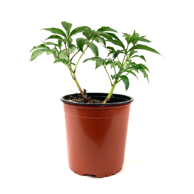 Perennial, 1gal, Garden Peony 'Bowl of Beauty' - Floral Acres Greenhouse & Garden Centre