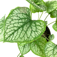Load image into Gallery viewer, Perennial, 1gal, Brunnera &#39;Jack Frost&#39; - Floral Acres Greenhouse &amp; Garden Centre
