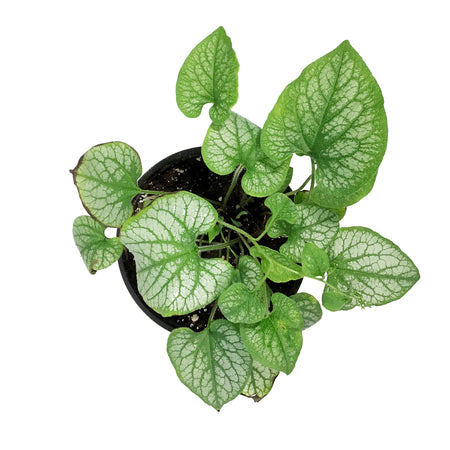 Brunnera, 1 gal, Jack Frost