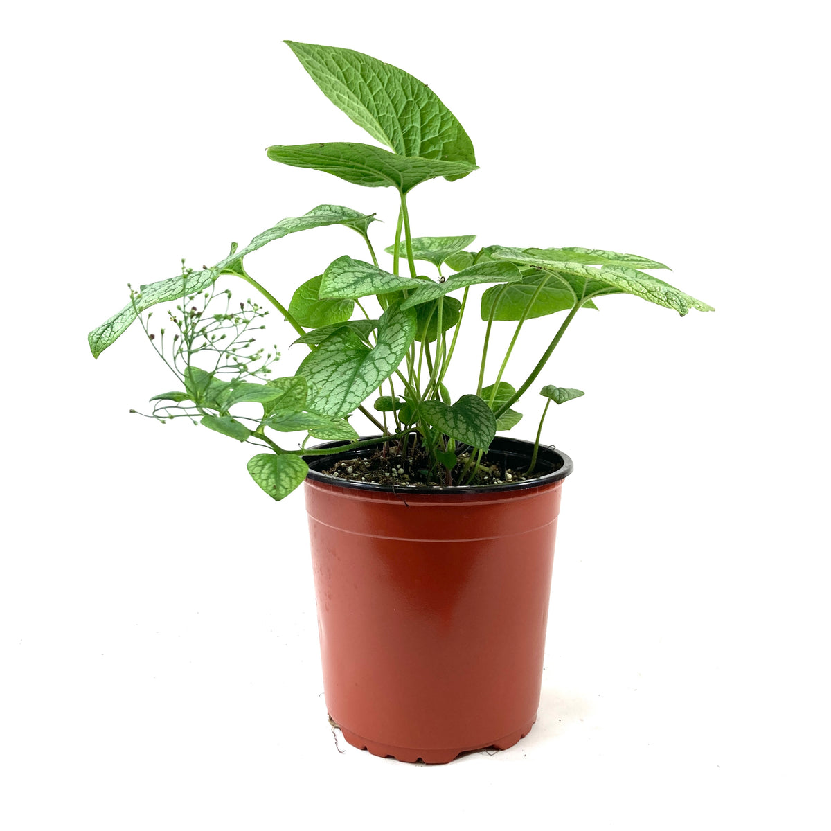 Perennial, 1gal, Brunnera 'Jack Frost' - Floral Acres Greenhouse & Garden Centre