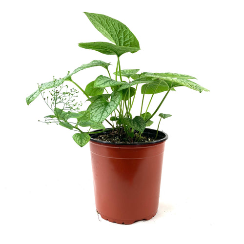 Perennial, 1gal, Brunnera 'Jack Frost' - Floral Acres Greenhouse & Garden Centre