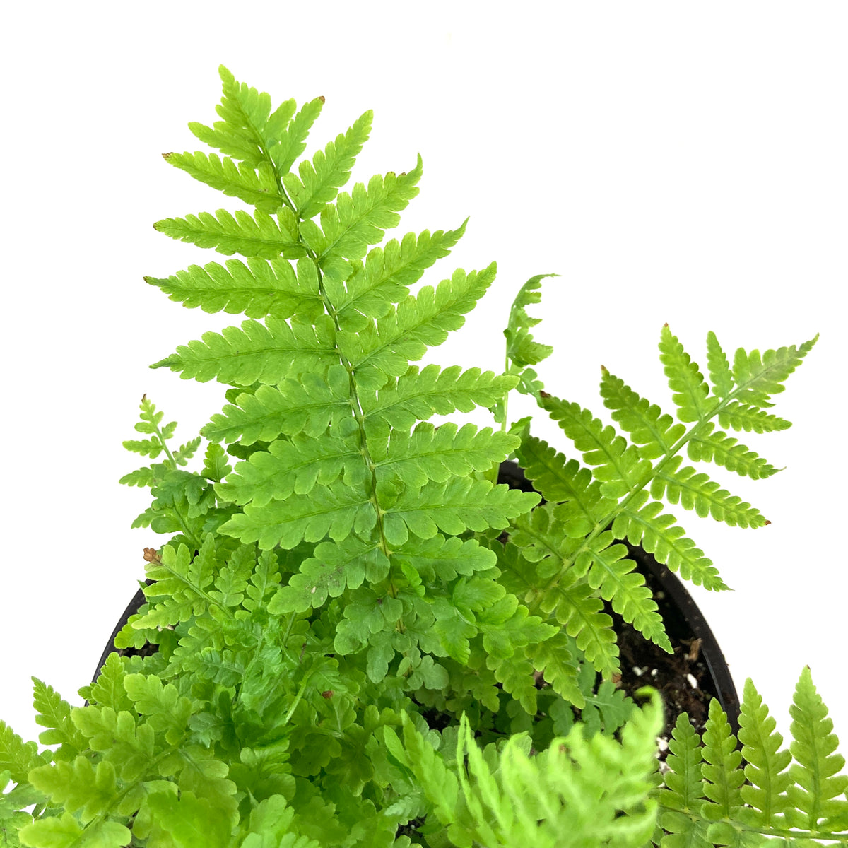 Perennial, 1gal, Ostrich Feather Fern - Floral Acres Greenhouse & Garden Centre