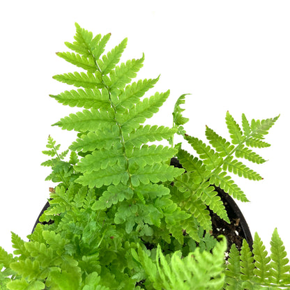 Perennial, 1gal, Ostrich Feather Fern - Floral Acres Greenhouse & Garden Centre
