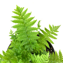 Load image into Gallery viewer, Perennial, 1gal, Ostrich Feather Fern - Floral Acres Greenhouse &amp; Garden Centre
