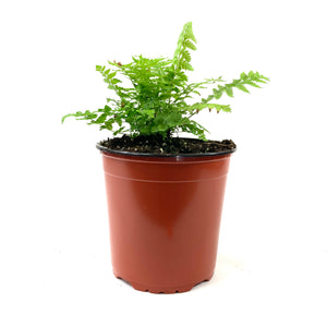 Perennial, 1gal, Ostrich Feather Fern - Floral Acres Greenhouse & Garden Centre