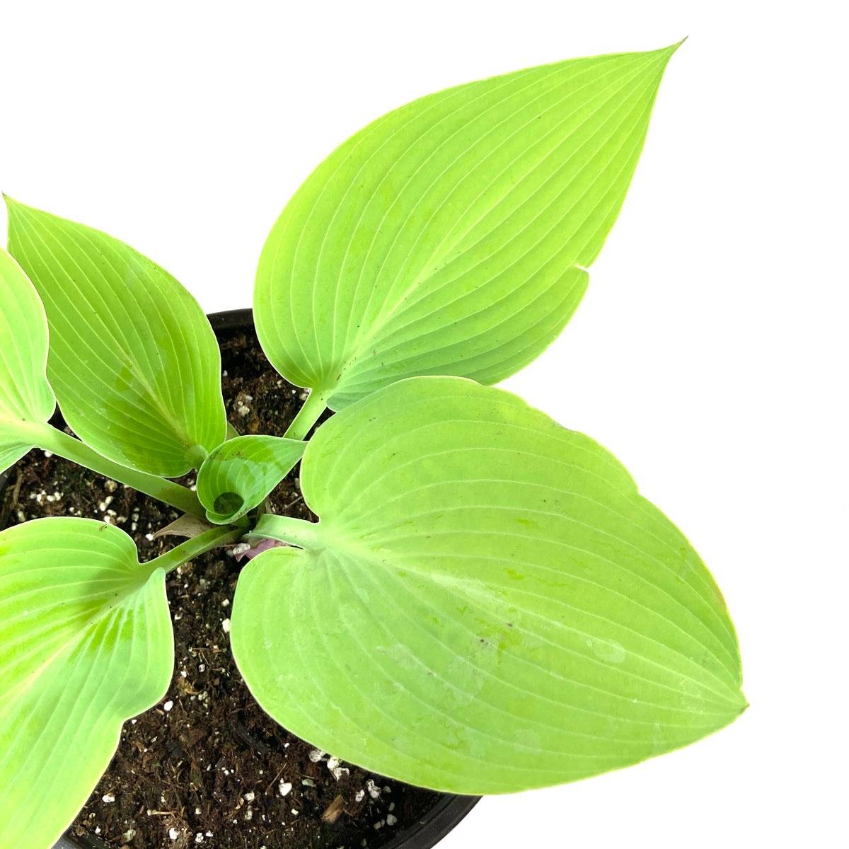 Perennial, 1gal, Hosta 'Sunny Halcyon' - Floral Acres Greenhouse & Garden Centre