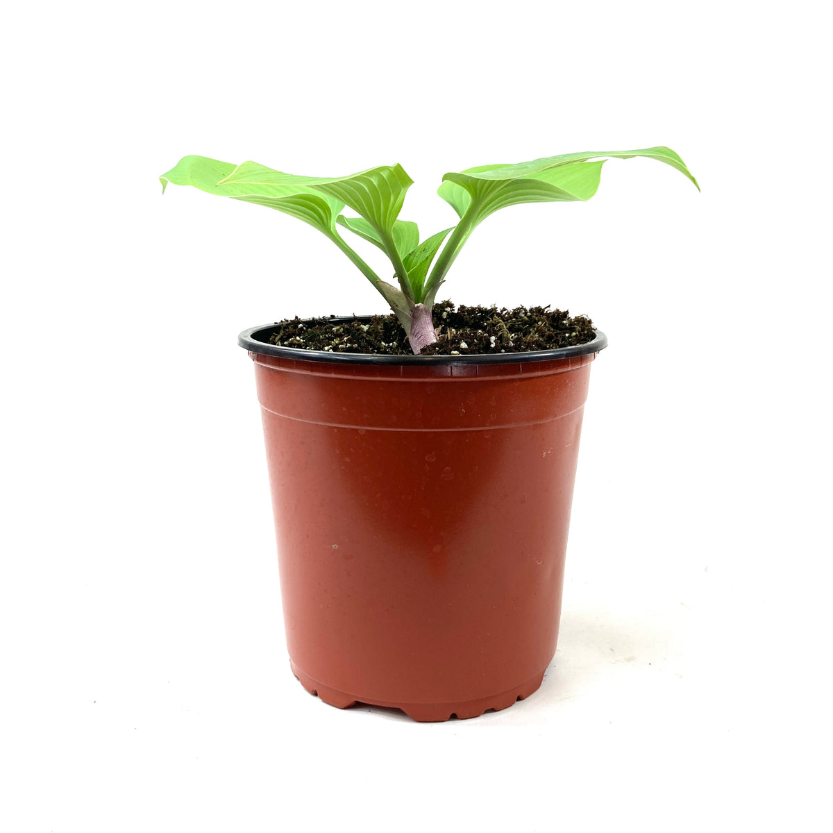 Perennial, 1gal, Hosta 'Sunny Halcyon' - Floral Acres Greenhouse & Garden Centre