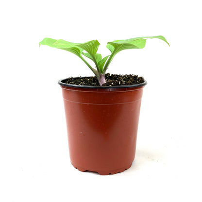 Perennial, 1gal, Hosta 'Sunny Halcyon' - Floral Acres Greenhouse & Garden Centre