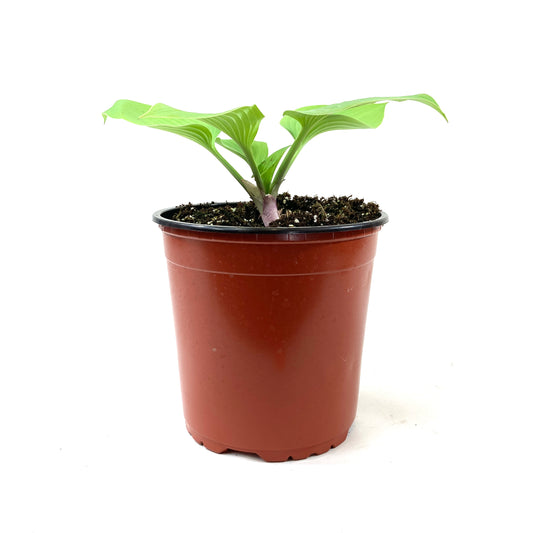 Perennial, 1gal, Hosta 'Sunny Halcyon' - Floral Acres Greenhouse & Garden Centre