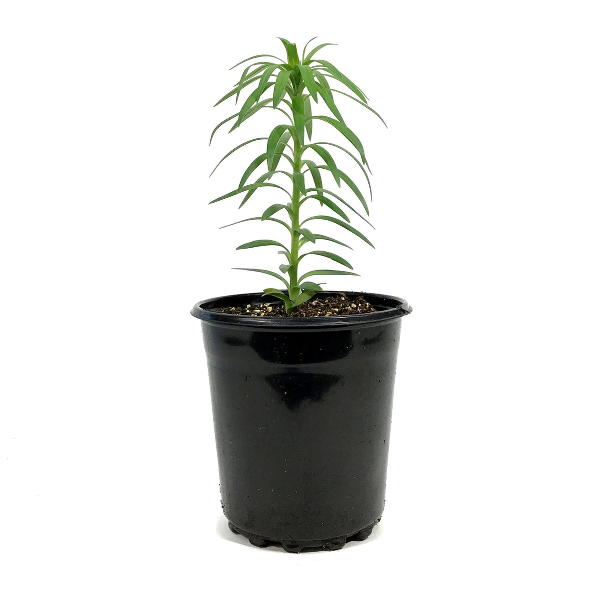 Lilium, 1 gal, Asiatic Pot Lily Tiny Padhye