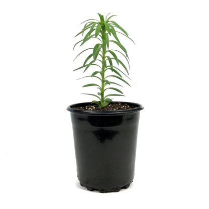 Lilium, 1 gal, Asiatic Pot Lily Tiny Padhye