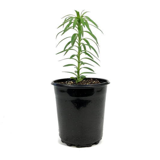 Lilium, 1 gal, Asiatic Pot Lily Tiny Padhye