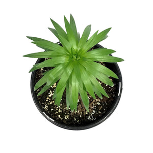 Lilium, 1 gal, Asiatic Pot Lily Tiny Padhye