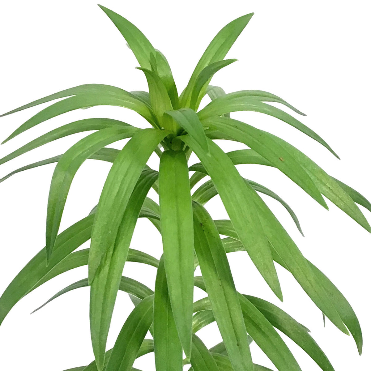 Lilium, 1 gal, Asiatic Pot Lily Tiny Padhye