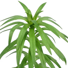 Load image into Gallery viewer, Lilium, 1 gal, Asiatic Pot Lily Tiny Padhye
