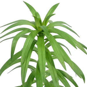 Lilium, 1 gal, Asiatic Pot Lily Tiny Padhye