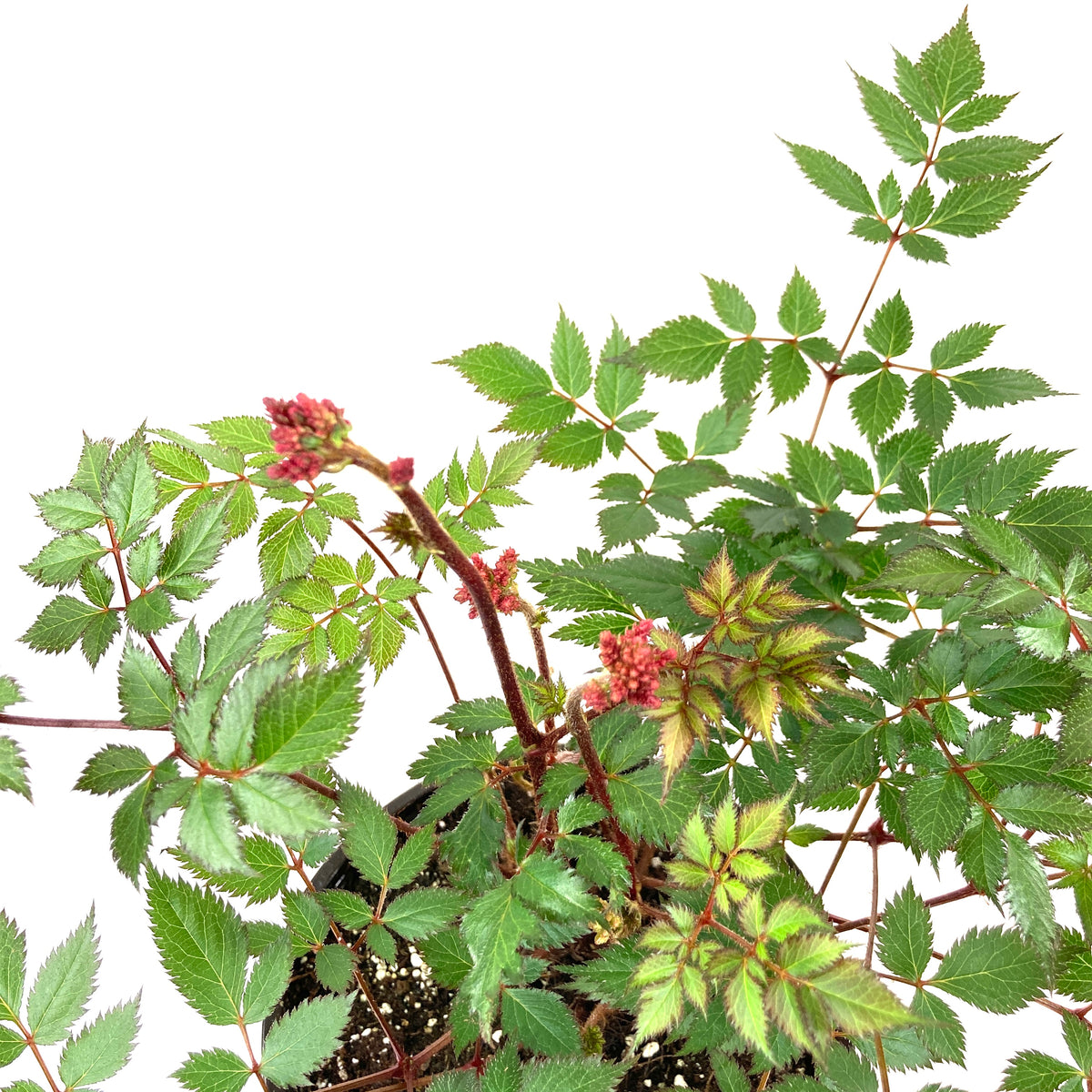 Perennial, 1gal, Astilbe 'Lowlands Ruby Red' - Floral Acres Greenhouse & Garden Centre