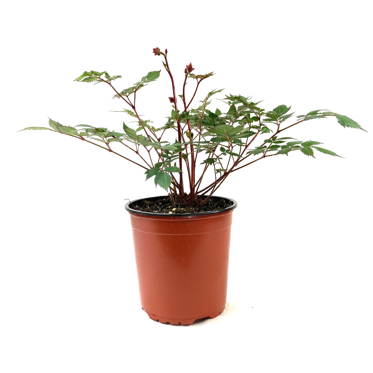 Perennial, 1gal, Astilbe 'Lowlands Ruby Red' - Floral Acres Greenhouse & Garden Centre
