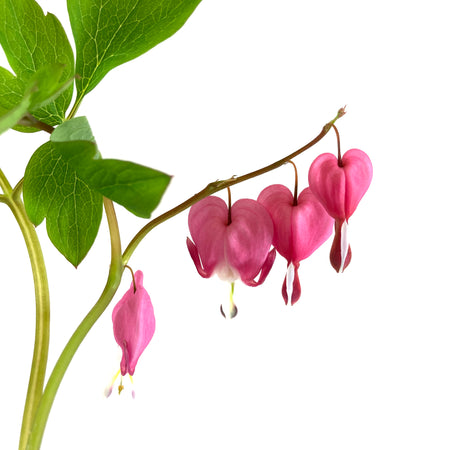Perennial, 1gal, Bleeding Heart - Floral Acres Greenhouse & Garden Centre