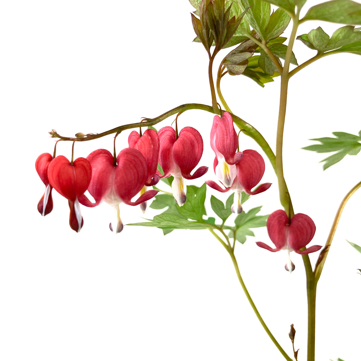Perennial, 1gal, Bleeding Heart 'Valentine' - Floral Acres Greenhouse & Garden Centre
