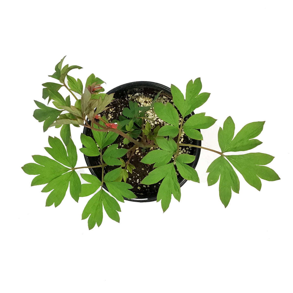Dicentra, 1 gal, Valentine® Bleeding Hearts