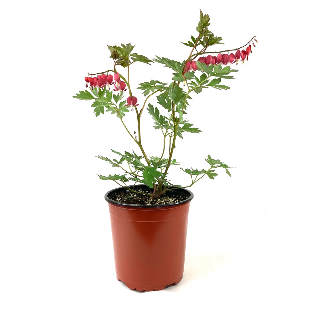 Perennial, 1gal, Bleeding Heart 'Valentine' - Floral Acres Greenhouse & Garden Centre