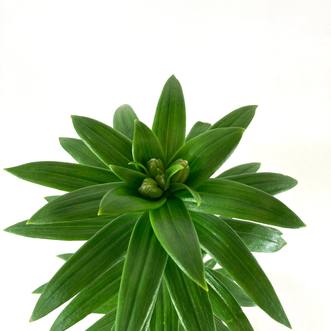 Perennial, 1gal, LA Hybrid Lily 'Albufeira' - Floral Acres Greenhouse & Garden Centre