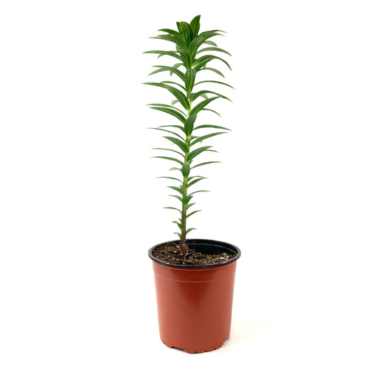 Perennial, 1gal, LA Hybrid Lily 'Albufeira' - Floral Acres Greenhouse & Garden Centre