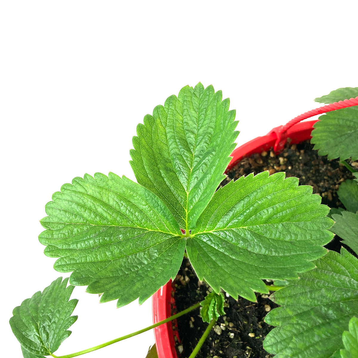 Fruit, 10in, Strawberry Hanging Basket