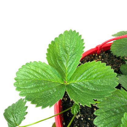 Fruit, 10in, Strawberry Hanging Basket