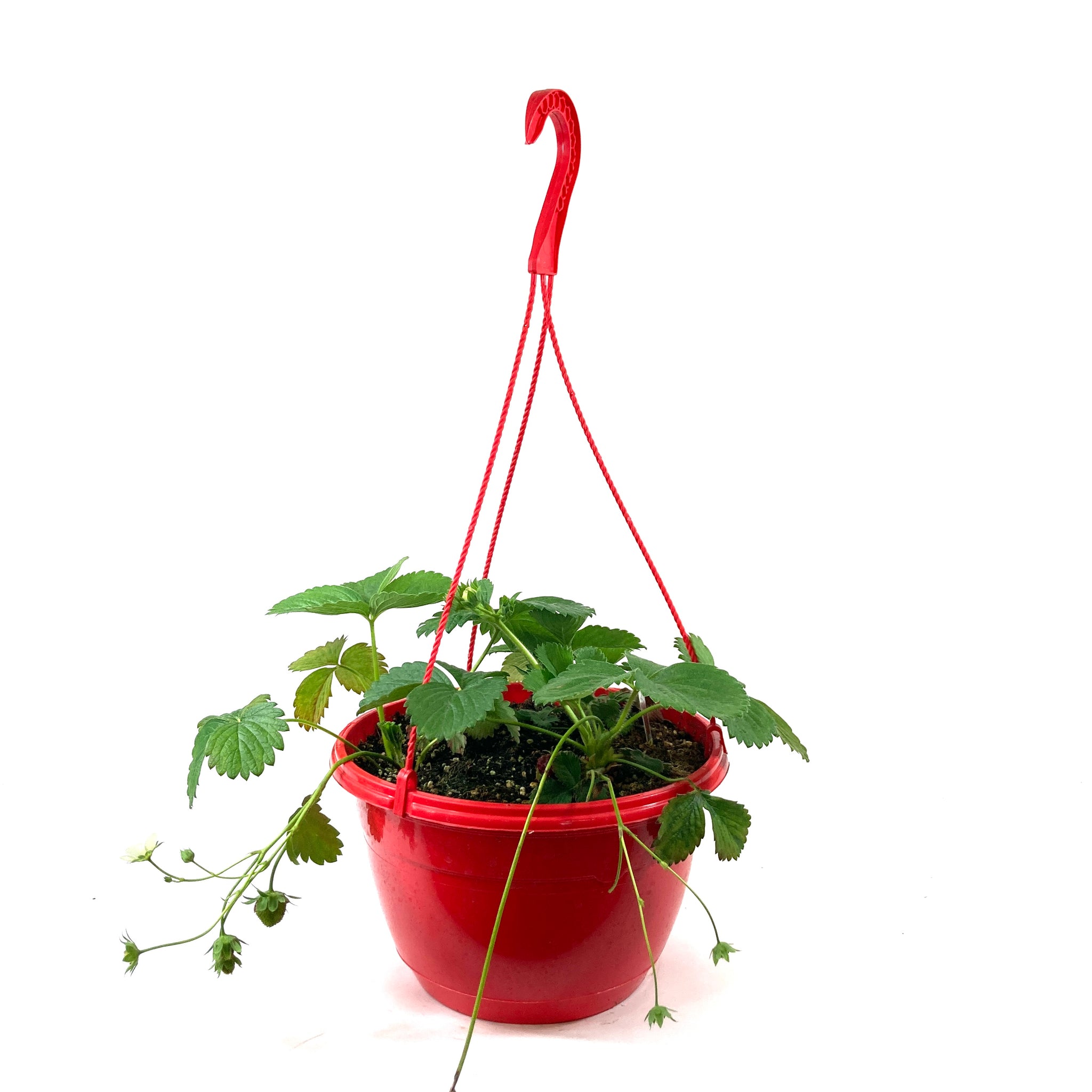 hanging strawberry plant lowes Fruit, 10in, Strawberry Hanging Basket – Floral Acres Greenhouse & Garden Centre