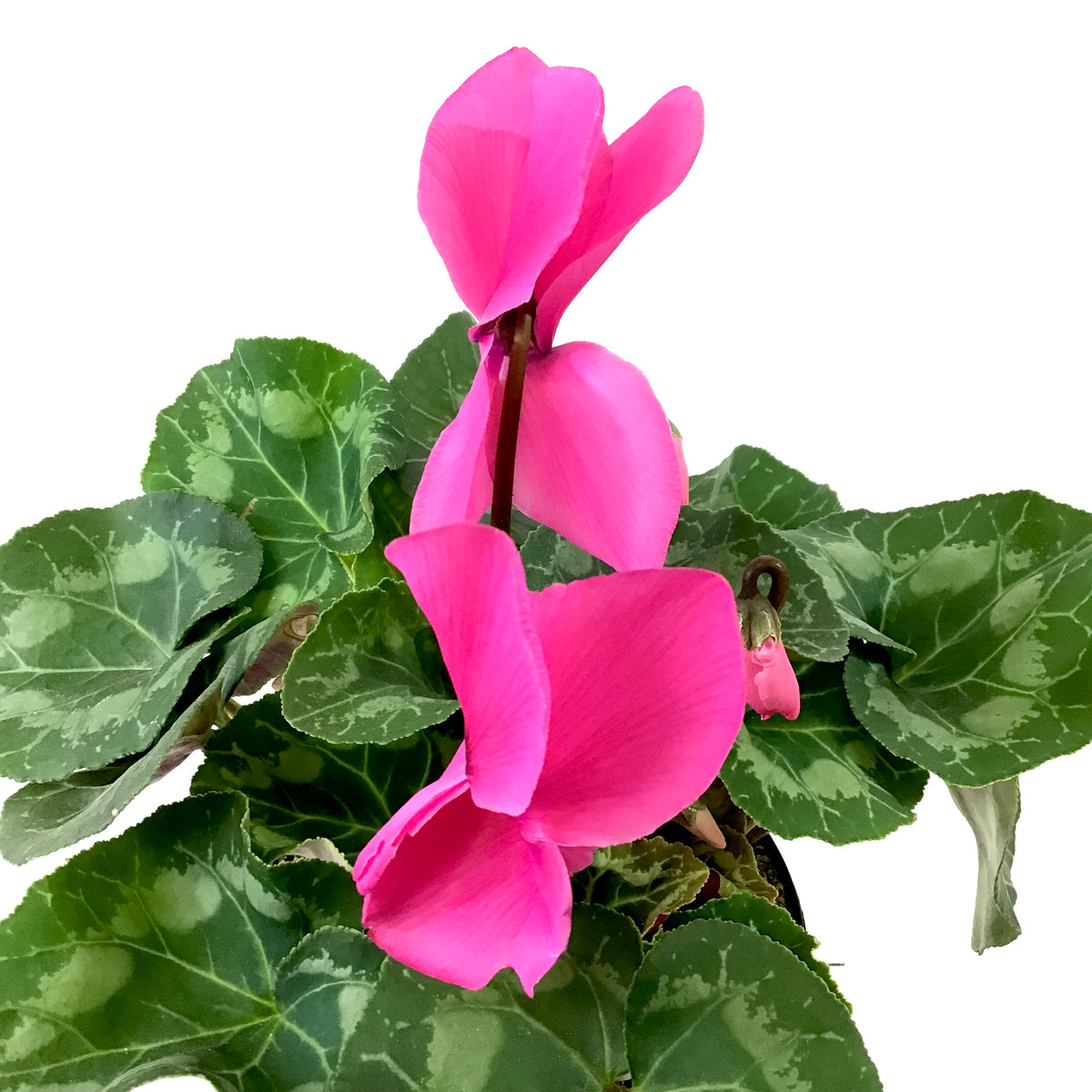 Cyclamen, 6in, Persicum, Assorted Colours - Floral Acres Greenhouse & Garden Centre