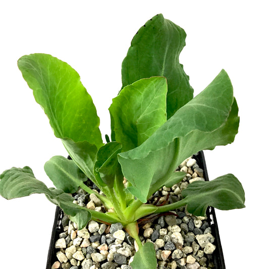 Yerba Mansa, 5in, Anemopsis californica - Floral Acres Greenhouse & Garden Centre